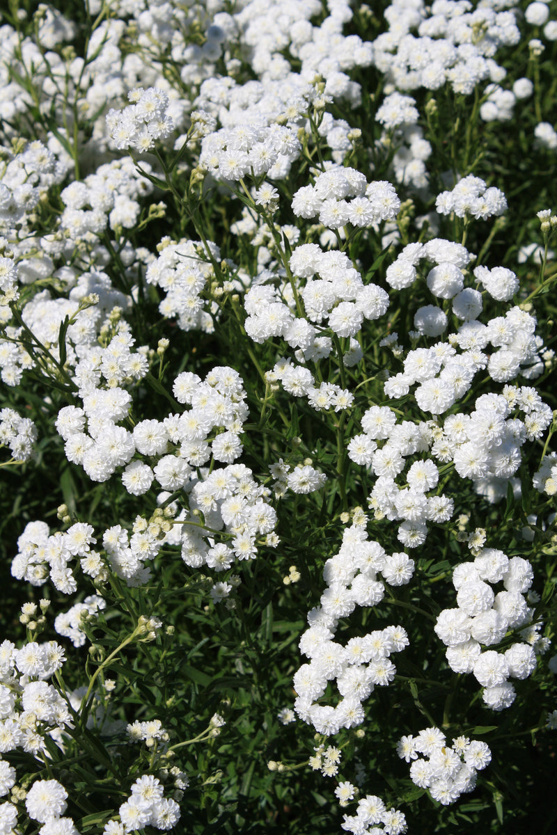 Achillea Angels Breath - 3.5"