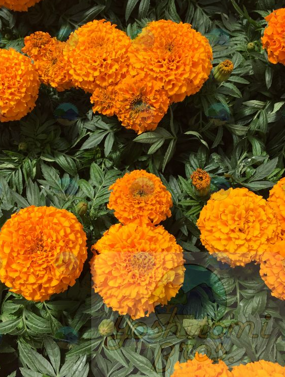 Marigold Inca Orange - 1 Gallon