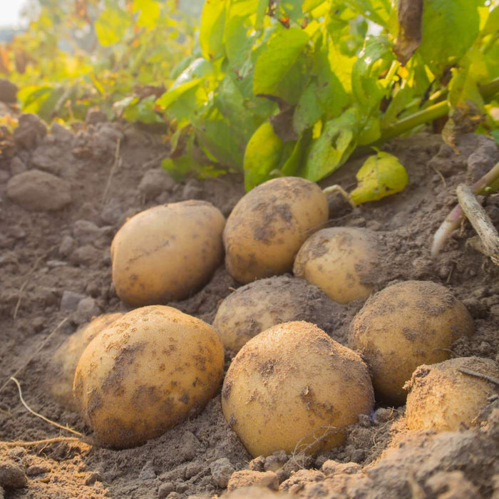 Potatoes: 20lb Bag