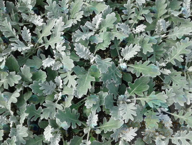 Dusty Miller Silverdust - 3.5"