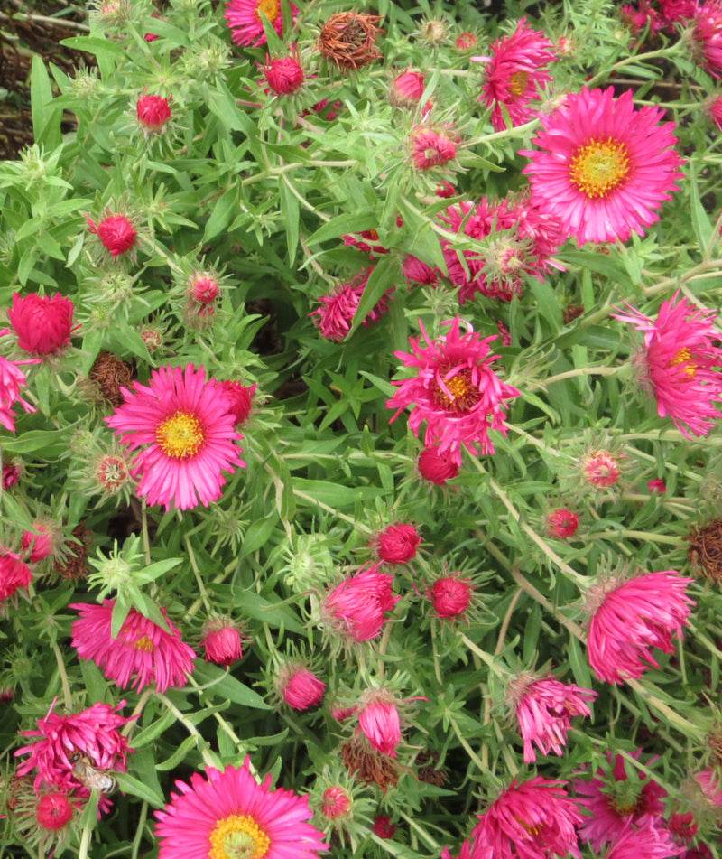 Aster novae-angliae Alma Potschke - Quart