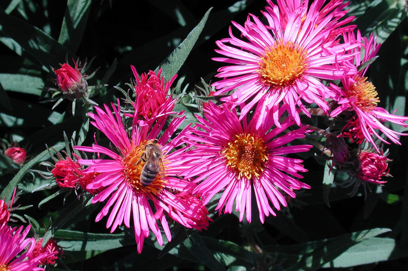 Aster novae-angliae Alma Potschke - Quart