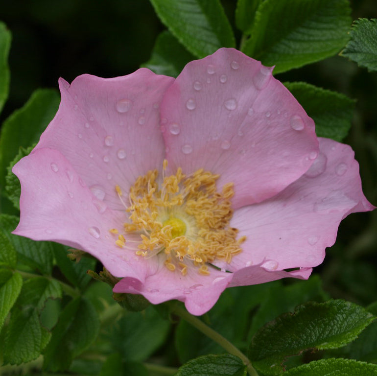 Frau Dagmar Rose - 3 Gallon