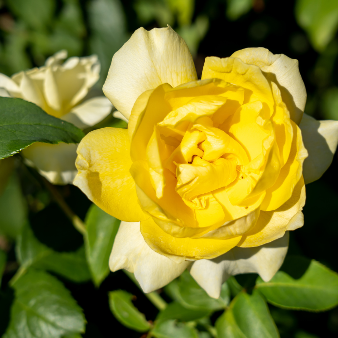 Happy Go Lucky™ Rose - 3 Gallon