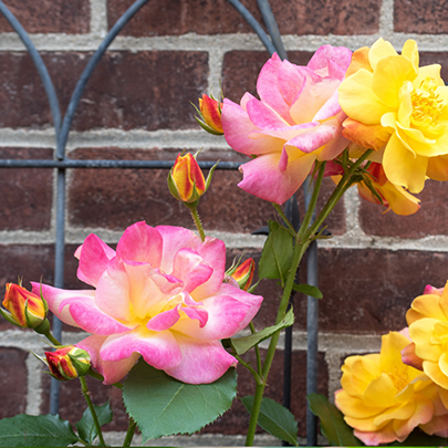 Joseph's Coat Rose - 3 Gallon — Blooming Junction