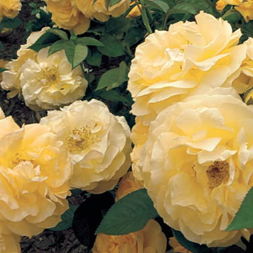 Julia Child Rose - 3 Gallon