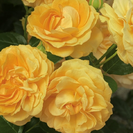 Julia Child Rose - 3 Gallon