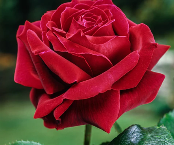 Mister Lincoln Rose - 3 Gallon