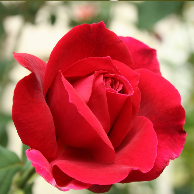 Mister Lincoln Rose - 3 Gallon