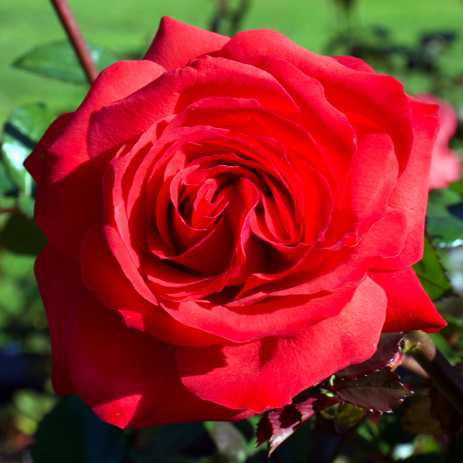 Mister Lincoln Rose - 3 Gallon