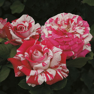 Rose Week's Neil Diamond Bare Root