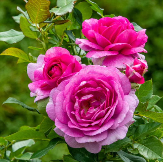 Perfume Factory™ Bare Root Rose