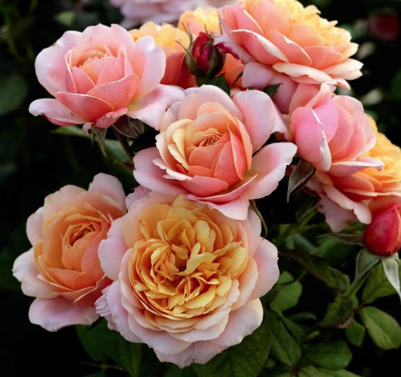 State of Grace™ Rose - 3 Gallon