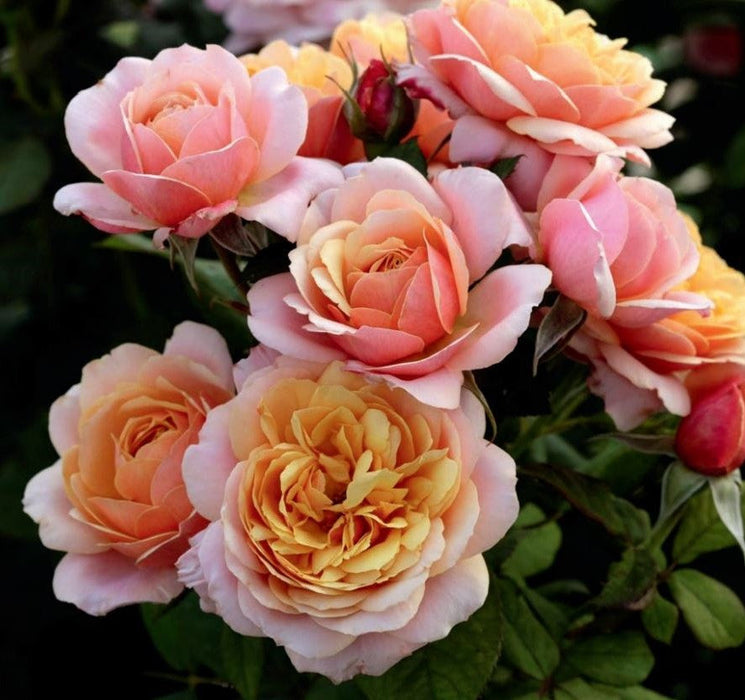 State of Grace™ Rose