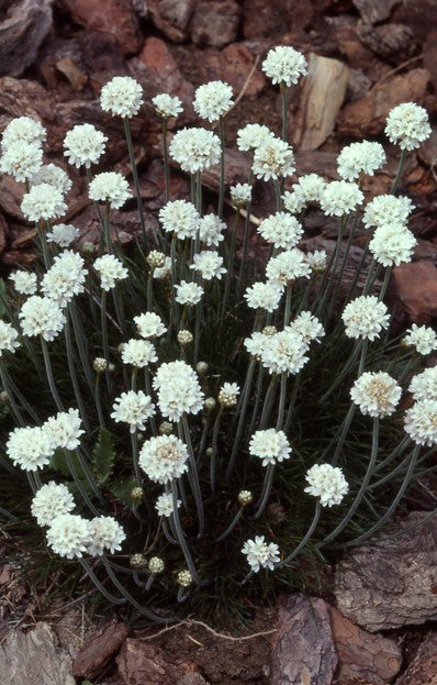 Armeria Alba - 4"