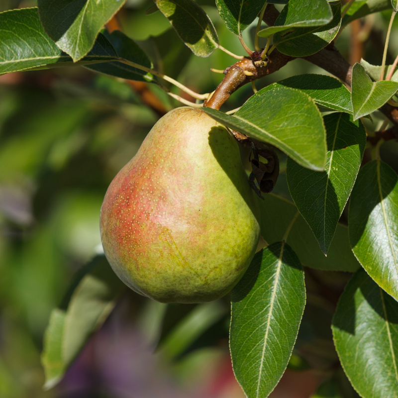 Dave Wilson Seckel Pear Bare Root Fruit Tree