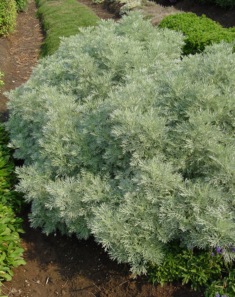 Artemisia Powis Castle - Quart