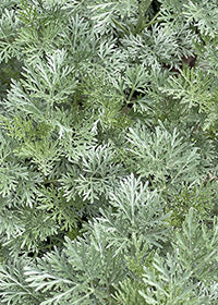 Artemisia Powis Castle - Quart