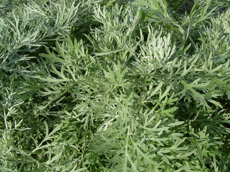 Artemisia Powis Castle - Quart