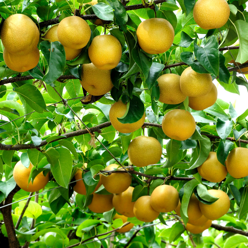 Dave Wilson Asian Pear Combo Bare Root Fruit Tree