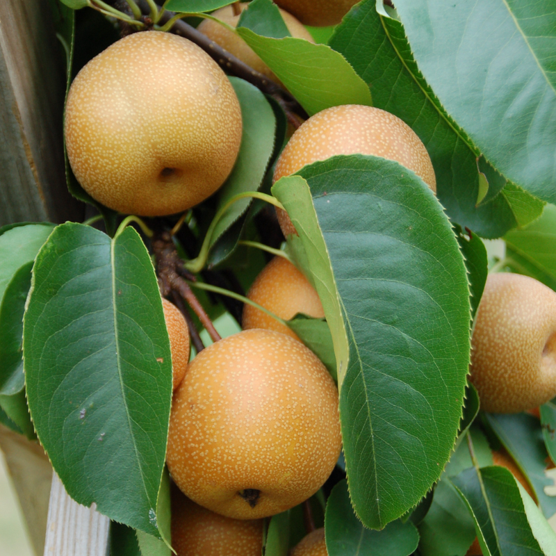 Dave Wilson Asian Pear Combo Bare Root Fruit Tree