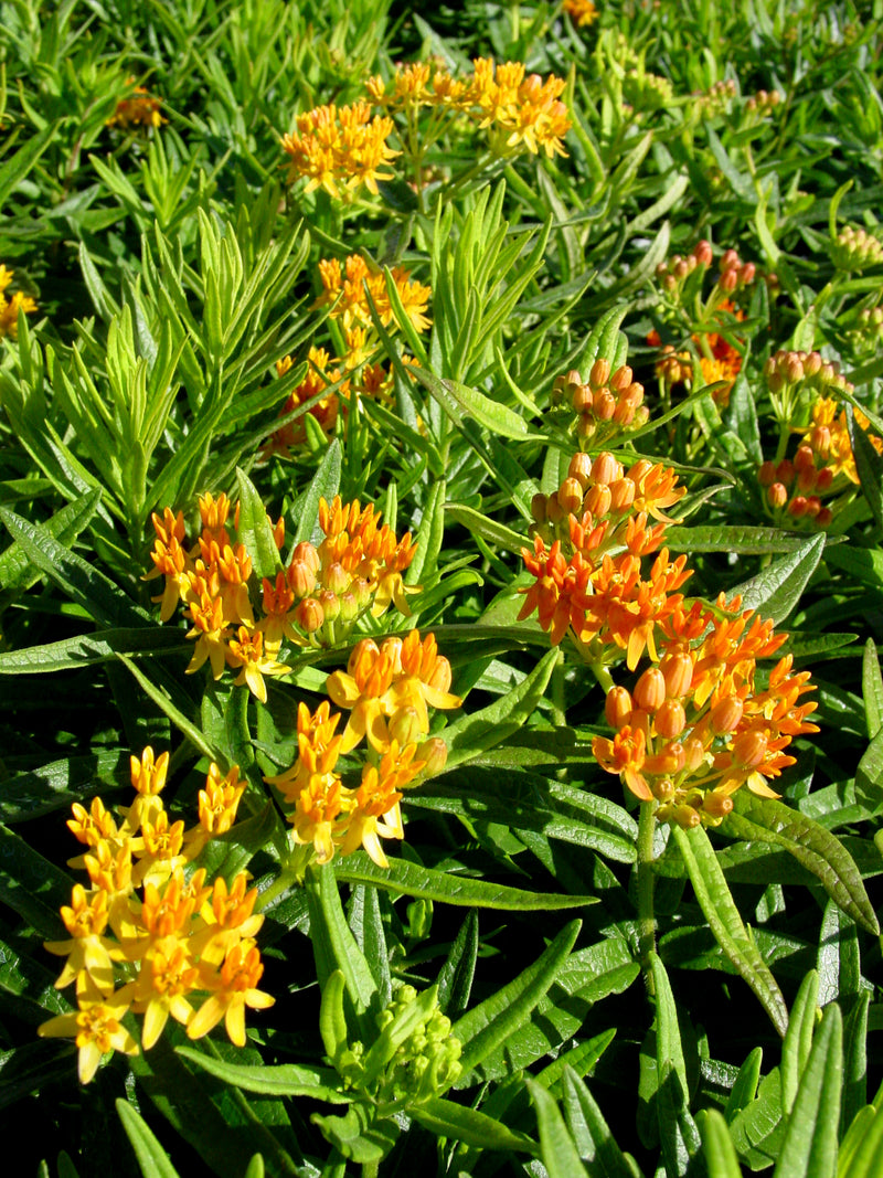 Asclepias Gay Butterflies - 1 Gallon