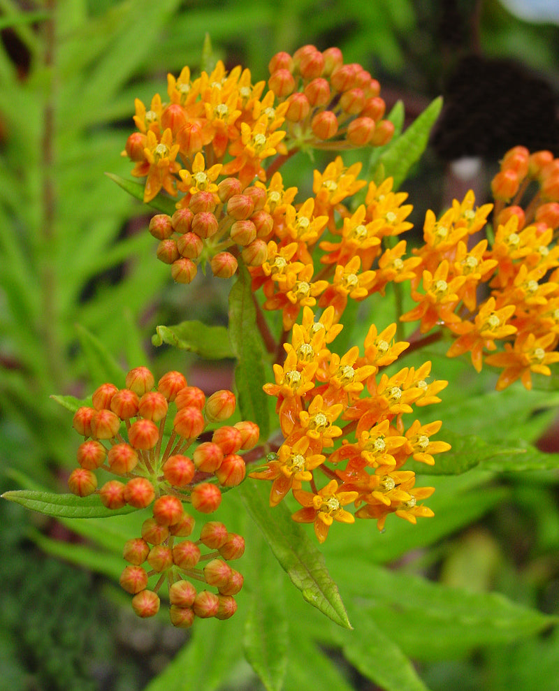 Asclepias Gay Butterflies - 1 Gallon