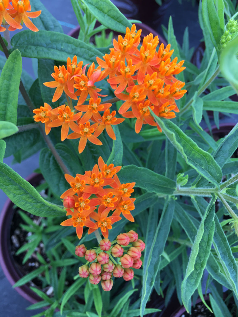 Asclepias Gay Butterflies - 1 Gallon