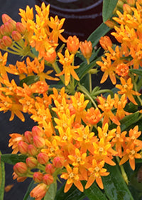 Asclepias Gay Butterflies - 1 Gallon