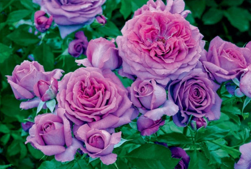 Sweet Madame Blue™ Rose - 3 Gallon