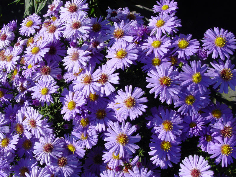 Aster Professor Kippenburg - 3.5"