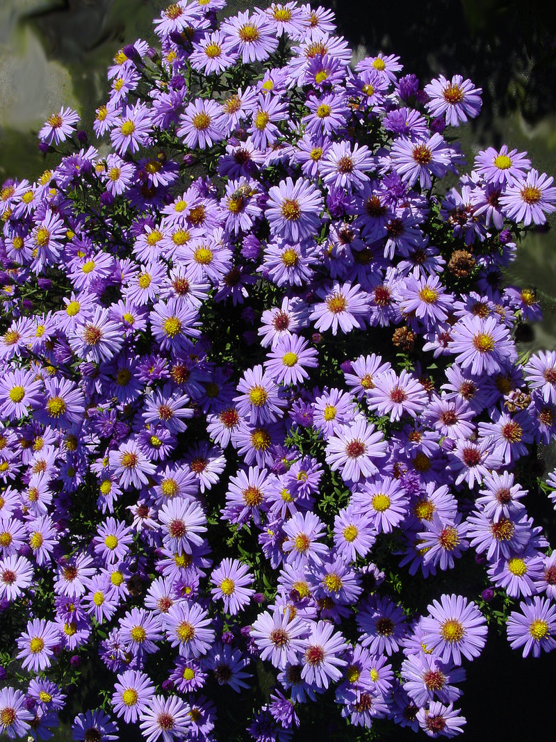 Aster Professor Kippenburg - 3.5"