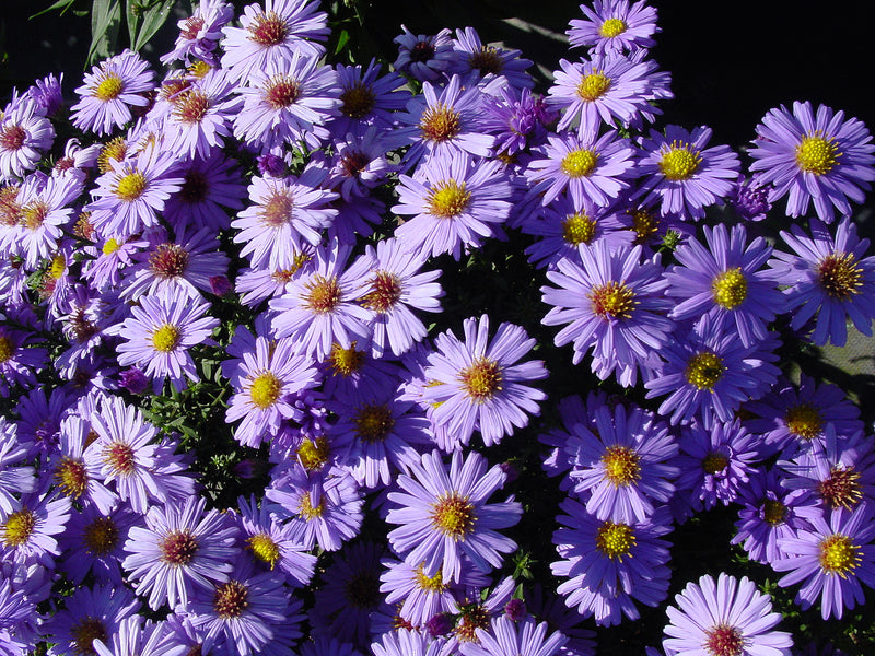 Aster Professor Kippenburg - 3.5"