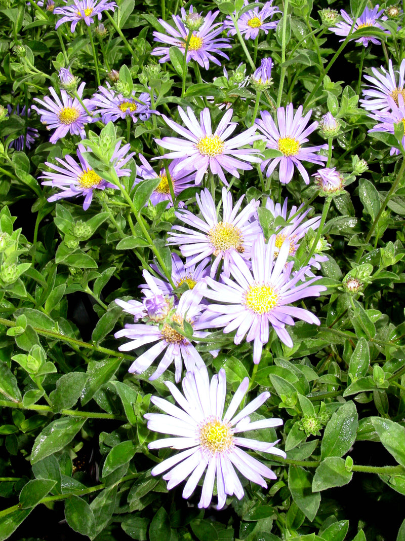 Aster Moench - 1 Gallon