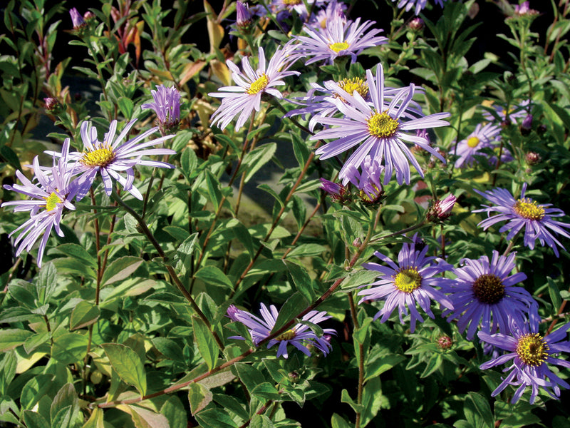 Aster Moench - 1 Gallon