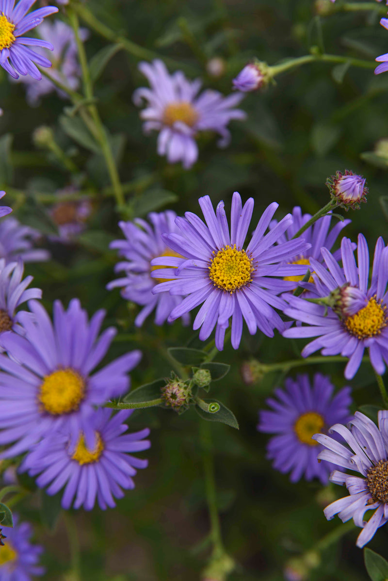Aster Moench - 1 Gallon