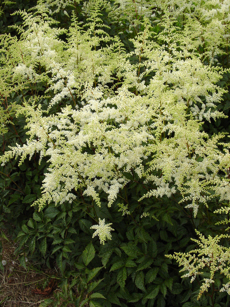Astilbe Avalanche - 1 Gallon