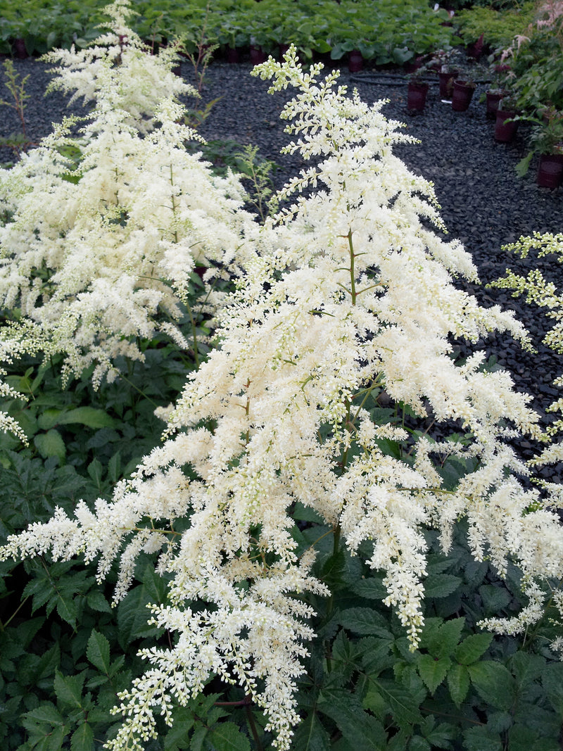 Astilbe Avalanche - 1 Gallon