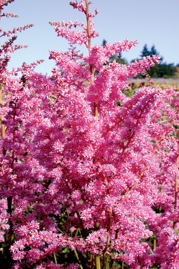 Astilbe Cattleya - 1 Gallon