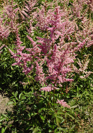 Astilbe Cattleya - 1 Gallon