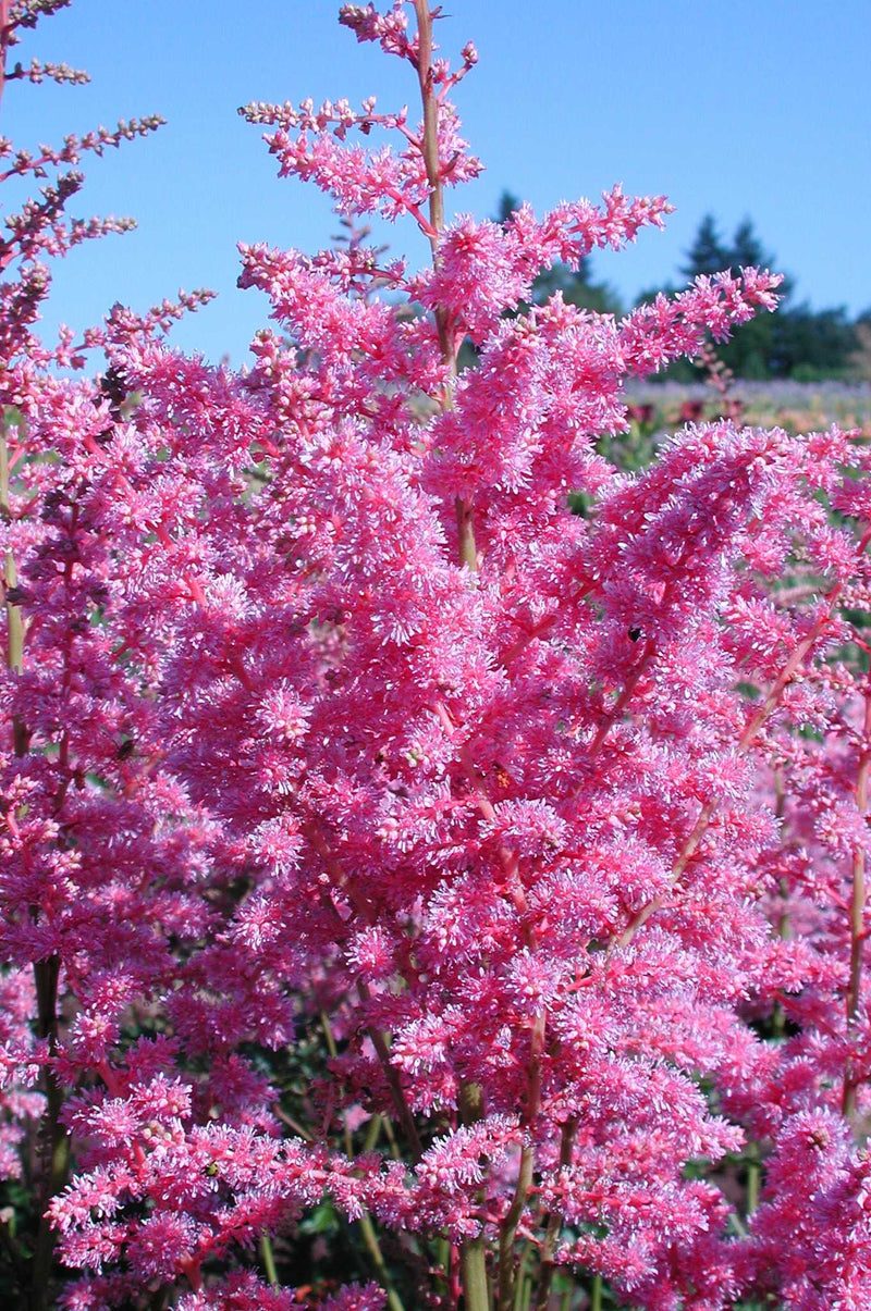 Astilbe Cattleya - 1 Gallon
