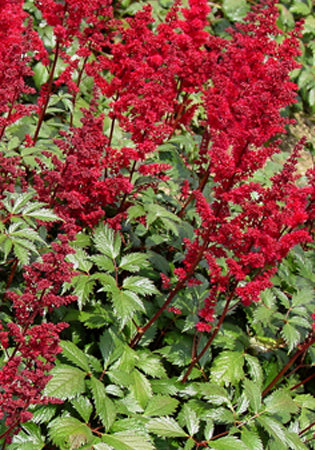 Astilbe Fanal - 1 Gallon