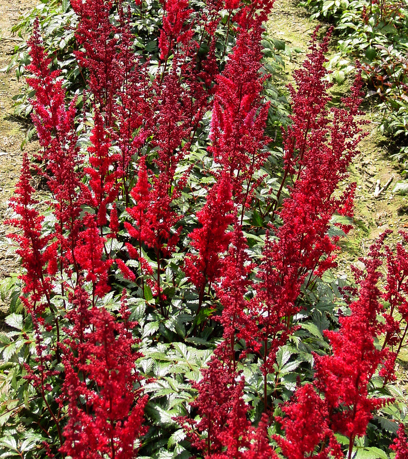 Astilbe Fanal - 1 Gallon