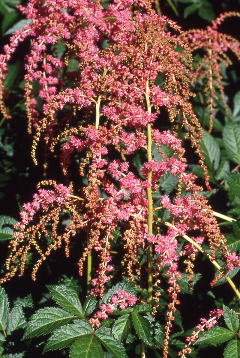 Astilbe Ostrich Plume - 1 Gallon
