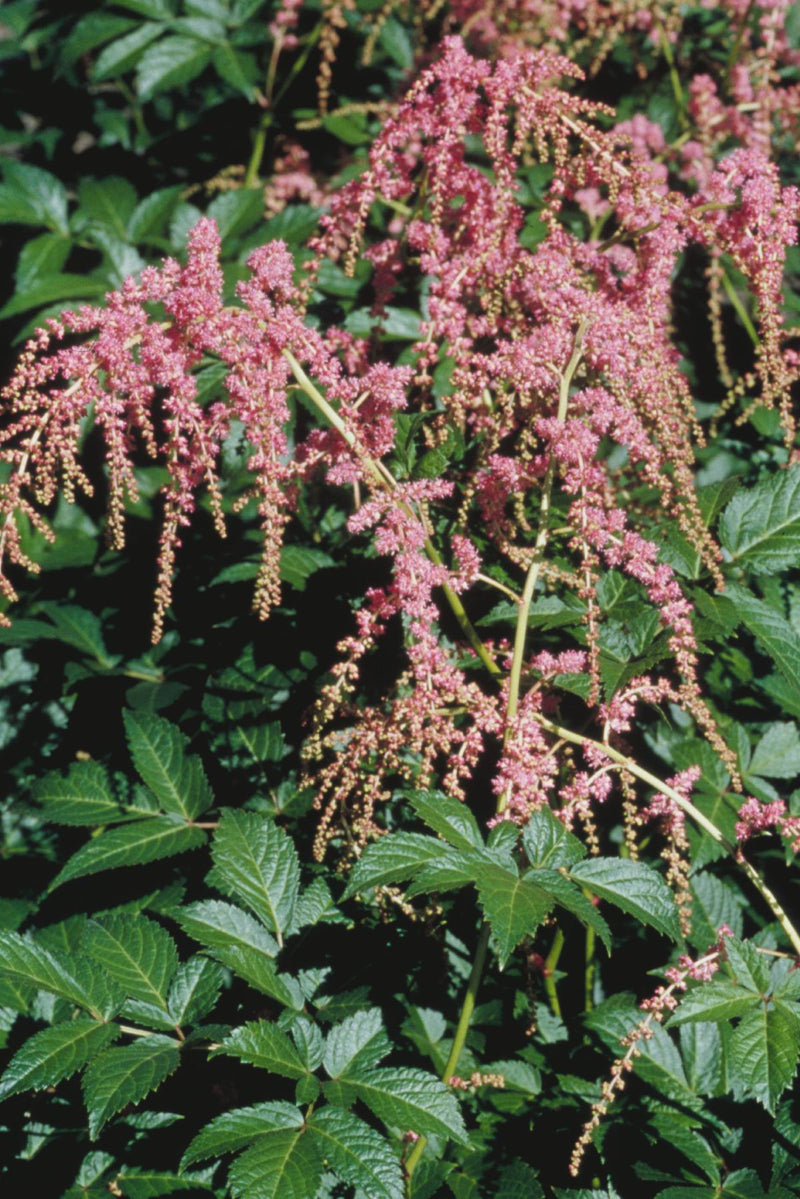 Astilbe Ostrich Plume - 1 Gallon
