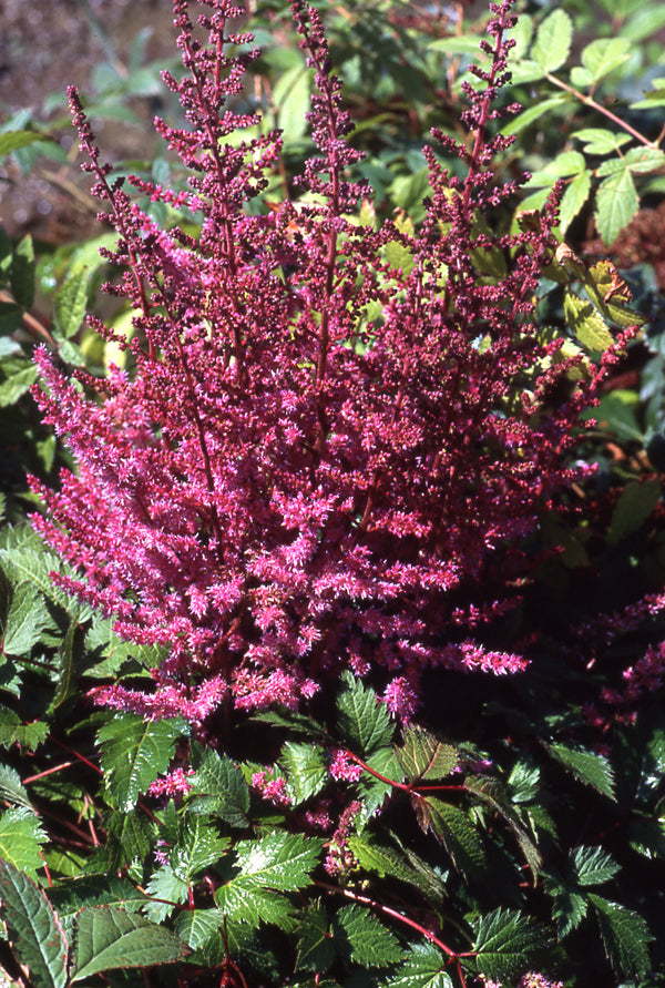 Astilbe Purpurkerze - 1 Gallon