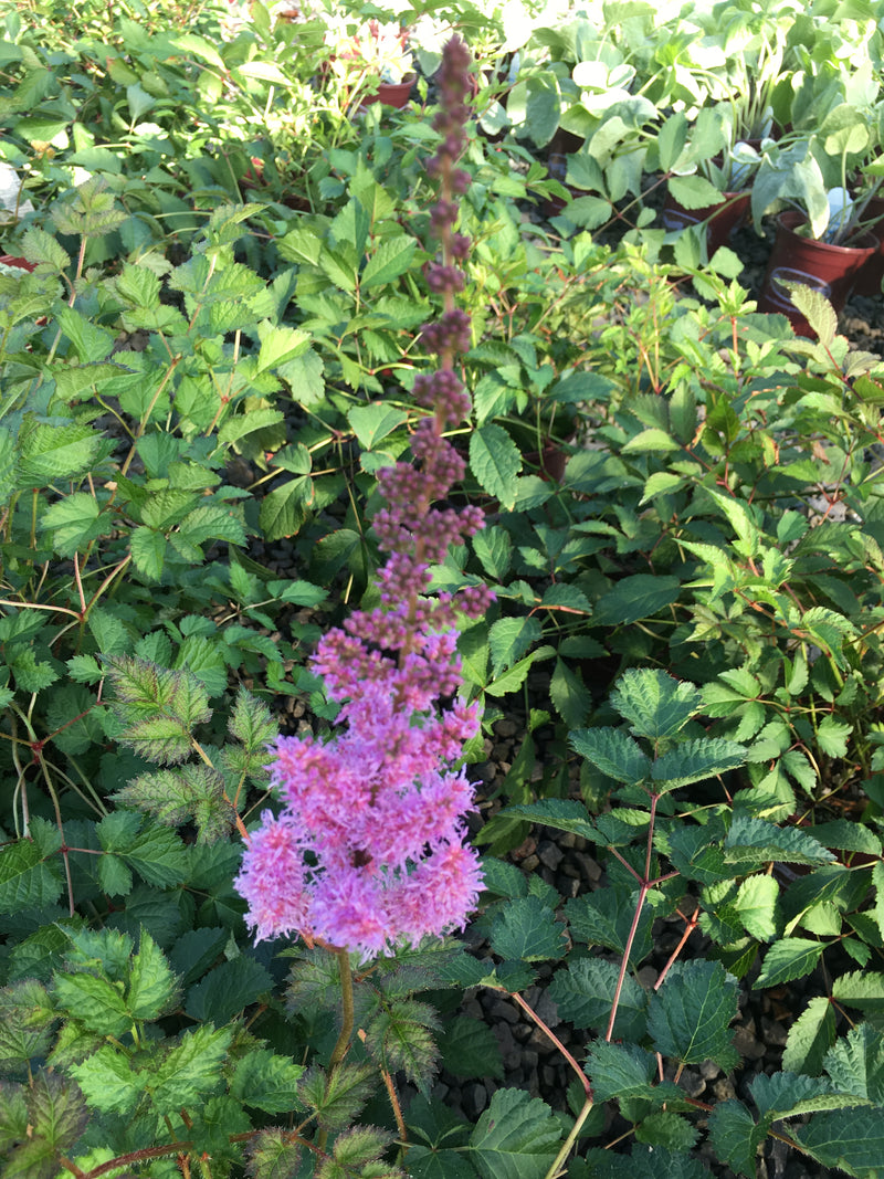 Astilbe Purpurkerze - 1 Gallon