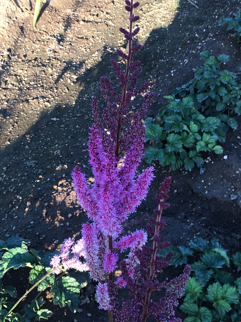 Astilbe Purpurkerze - 1 Gallon