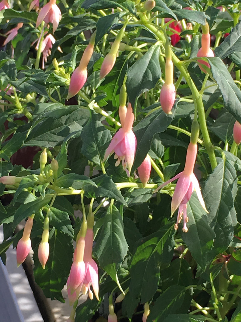 Fuchsia White Knights Pearl