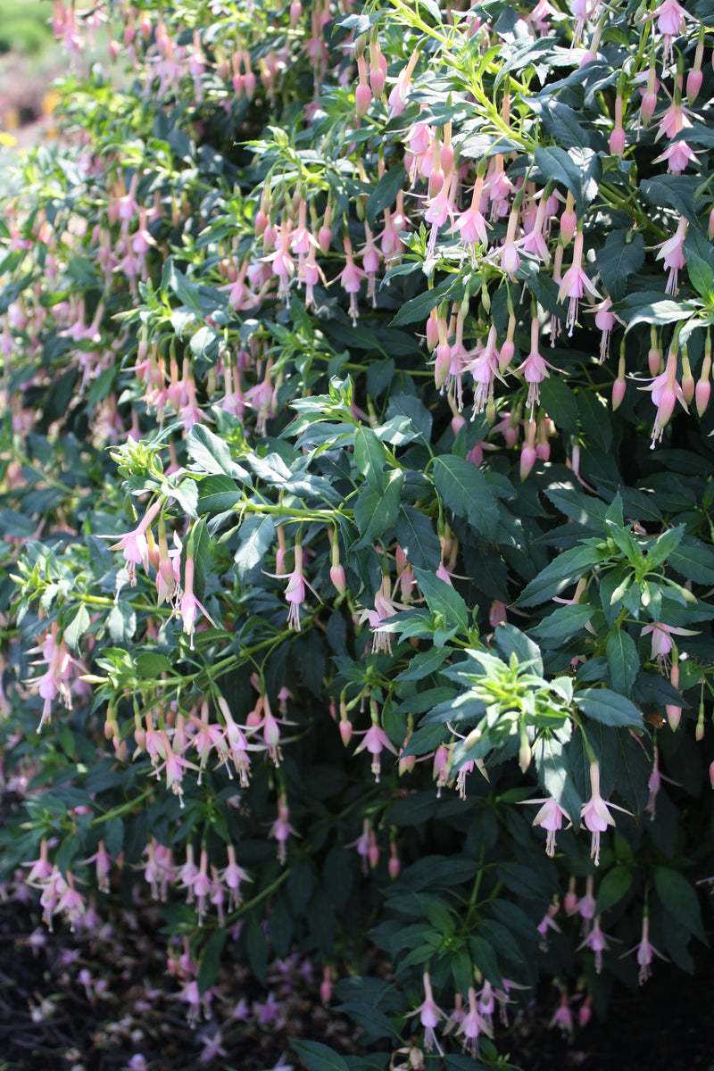 Fuchsia White Knights Pearl